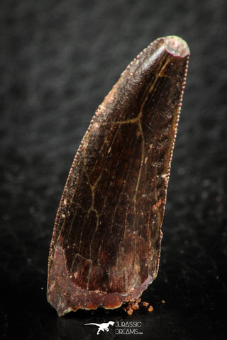 07076 - Top Beautiful Dark 1.13 Inch Abelisaur Dinosaur Tooth Cretaceous KemKem Beds