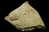 21055 - Insane Association 3 Selenopeltis + Euloma + Amphyx Lower Ordovician Trilobites Fezouata Fm