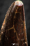 07076 - Top Beautiful Dark 1.13 Inch Abelisaur Dinosaur Tooth Cretaceous KemKem Beds