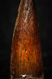05600 - Well Preserved 1.01 Inch Spinosaurus Dinosaur Tooth Cretaceous
