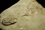 21055 - Insane Association 3 Selenopeltis + Euloma + Amphyx Lower Ordovician Trilobites Fezouata Fm
