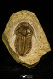 30059 - Top Rare Irinia arcuata Middle Cambrian Trilobite Russia