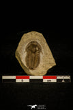 30059 - Top Rare Irinia arcuata Middle Cambrian Trilobite Russia