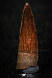 05600 - Well Preserved 1.01 Inch Spinosaurus Dinosaur Tooth Cretaceous