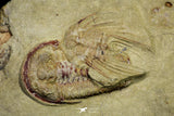 21055 - Insane Association 3 Selenopeltis + Euloma + Amphyx Lower Ordovician Trilobites Fezouata Fm