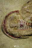 21055 - Insane Association 3 Selenopeltis + Euloma + Amphyx Lower Ordovician Trilobites Fezouata Fm