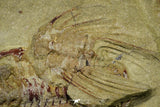 21055 - Insane Association 3 Selenopeltis + Euloma + Amphyx Lower Ordovician Trilobites Fezouata Fm