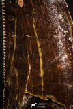 07076 - Top Beautiful Dark 1.13 Inch Abelisaur Dinosaur Tooth Cretaceous KemKem Beds