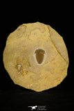 30060 - Top Rare Hatangia scita Middle Cambrian Trilobite Siberia Russia