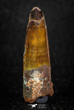 05601 - Well Preserved 1.64 Inch Spinosaurus Dinosaur Tooth Cretaceous