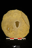 30060 - Top Rare Hatangia scita Middle Cambrian Trilobite Siberia Russia