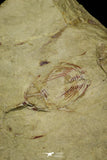 21055 - Insane Association 3 Selenopeltis + Euloma + Amphyx Lower Ordovician Trilobites Fezouata Fm