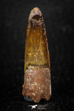 05601 - Well Preserved 1.64 Inch Spinosaurus Dinosaur Tooth Cretaceous