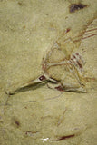 21055 - Insane Association 3 Selenopeltis + Euloma + Amphyx Lower Ordovician Trilobites Fezouata Fm