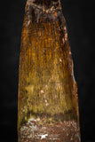 05601 - Well Preserved 1.64 Inch Spinosaurus Dinosaur Tooth Cretaceous