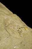 21055 - Insane Association 3 Selenopeltis + Euloma + Amphyx Lower Ordovician Trilobites Fezouata Fm
