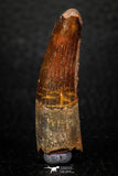 05602 - Well Preserved 1.84 Inch Spinosaurus Dinosaur Tooth Cretaceous