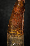 05602 - Well Preserved 1.84 Inch Spinosaurus Dinosaur Tooth Cretaceous