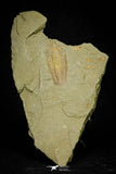 21056 - Museum Grade Bavarilla zemmourensis with Preserved Antennae Lower Ordovician Trilobite + Graptolite