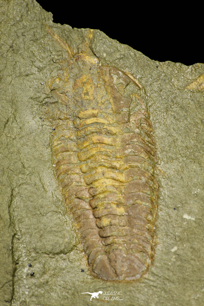 21056 - Museum Grade Bavarilla zemmourensis with Preserved Antennae Lower Ordovician Trilobite + Graptolite