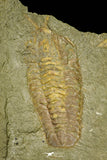 21056 - Museum Grade Bavarilla zemmourensis with Preserved Antennae Lower Ordovician Trilobite + Graptolite