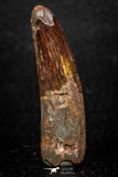 05602 - Well Preserved 1.84 Inch Spinosaurus Dinosaur Tooth Cretaceous