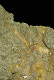 21056 - Museum Grade Bavarilla zemmourensis with Preserved Antennae Lower Ordovician Trilobite + Graptolite