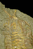 21056 - Museum Grade Bavarilla zemmourensis with Preserved Antennae Lower Ordovician Trilobite + Graptolite