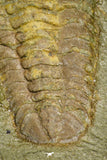 21056 - Museum Grade Bavarilla zemmourensis with Preserved Antennae Lower Ordovician Trilobite + Graptolite