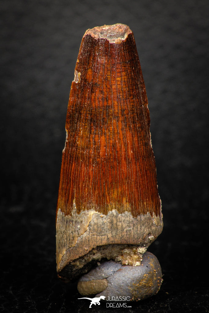 05603 - Well Preserved 2.01 Inch Spinosaurus Dinosaur Tooth Cretaceous