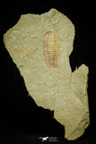 21056 - Museum Grade Bavarilla zemmourensis with Preserved Antennae Lower Ordovician Trilobite + Graptolite