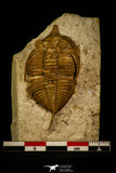 30062 - Top Rare 1.97 Inch Huntonia huntonensis Lower Devonian Trilobite - Oklahoma USA