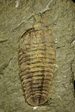 21056 - Museum Grade Bavarilla zemmourensis with Preserved Antennae Lower Ordovician Trilobite + Graptolite