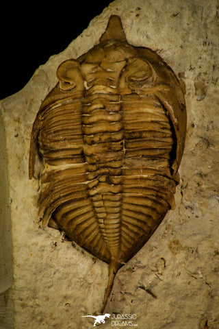 30062 - Top Rare 1.97 Inch Huntonia huntonensis Lower Devonian Trilobite - Oklahoma USA