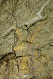 21056 - Museum Grade Bavarilla zemmourensis with Preserved Antennae Lower Ordovician Trilobite + Graptolite