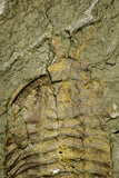 21056 - Museum Grade Bavarilla zemmourensis with Preserved Antennae Lower Ordovician Trilobite + Graptolite