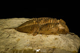 30062 - Top Rare 1.97 Inch Huntonia huntonensis Lower Devonian Trilobite - Oklahoma USA