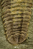 21056 - Museum Grade Bavarilla zemmourensis with Preserved Antennae Lower Ordovician Trilobite + Graptolite