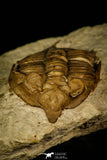 30062 - Top Rare 1.97 Inch Huntonia huntonensis Lower Devonian Trilobite - Oklahoma USA