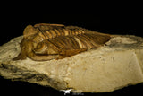 30062 - Top Rare 1.97 Inch Huntonia huntonensis Lower Devonian Trilobite - Oklahoma USA
