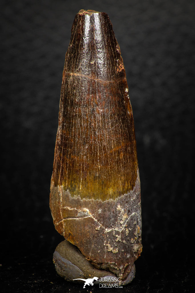05604 - Well Preserved 2.18 Inch Spinosaurus Dinosaur Tooth Cretaceous