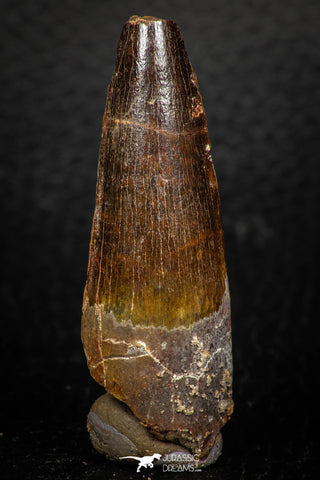 05604 - Well Preserved 2.18 Inch Spinosaurus Dinosaur Tooth Cretaceous