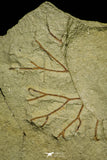 21056 - Museum Grade Bavarilla zemmourensis with Preserved Antennae Lower Ordovician Trilobite + Graptolite