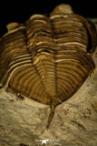 30062 - Top Rare 1.97 Inch Huntonia huntonensis Lower Devonian Trilobite - Oklahoma USA
