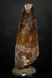 05604 - Well Preserved 2.18 Inch Spinosaurus Dinosaur Tooth Cretaceous