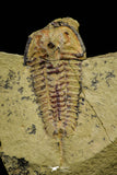 21057 - Top Rare Apatokephalus cf. incisus Lower Ordovician Trilobite Fezouata Fm