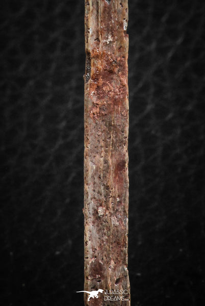 Museum Grade 3.48 Inch Alanqa saharica Cretaceous Azhdarchid Pterosaur ...