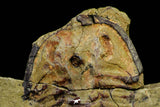 21057 - Top Rare Apatokephalus cf. incisus Lower Ordovician Trilobite Fezouata Fm