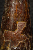 05605 - Well Preserved 2.60 Inch Spinosaurus Dinosaur Tooth Cretaceous