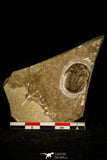 30112 - Top Rare Stella demissa Middle Cambrian Trilobite Siberia Russia